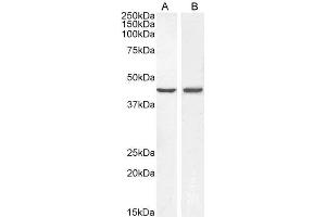 ABIN5539481 (0. (BMP4 Antikörper  (Internal Region))