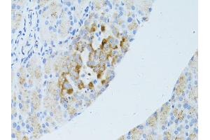 Immunohistochemistry of paraffin-embedded mouse pancreas using OCLN antibody (ABIN4904607) at dilution of 1:100 (40x lens). (Occludin Antikörper)