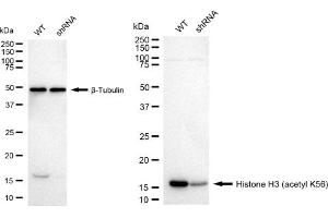 Western blotting analysis using Histone H3 (acetyl K56) antibody (ABIN7798972). (Rekombinanter Histone 3 Antikörper  (H3K56ac))