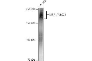 Western blot analysis of extracts of A-549 cells, using MRP1/ antibody (ABIN7265736) at 1:1000 dilution. (ABCC1 Antikörper)