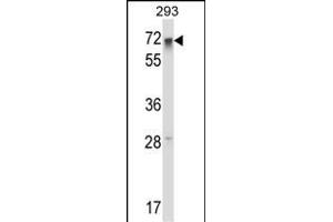 RFX5 Antibody (Center) (ABIN657925 and ABIN2846872) western blot analysis in 293 cell line lysates (35 μg/lane). (RFX5 Antikörper  (AA 237-266))