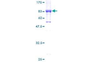 GK2 Protein (AA 1-553) (GST tag)