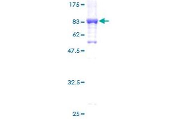 GK2 Protein (AA 1-553) (GST tag)