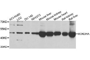 Western blot analysis of extracts of various cell lines, using BCKDHA antibody.