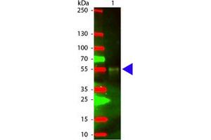 Image no. 1 for Chicken anti-Rabbit IgG (Whole Molecule) antibody (Texas Red (TR)) (ABIN301247) (Huhn anti-Kaninchen IgG (Whole Molecule) Antikörper (Texas Red (TR)))