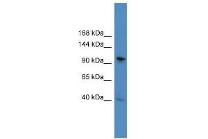 WB Suggested Anti-BCL11B Antibody Titration: 0. (BCL11B Antikörper  (C-Term))