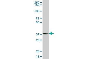 ZNF435 MaxPab polyclonal antibody. (ZSCAN16 Antikörper  (AA 1-348))