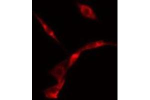 ABIN6275653 staining  NIH-3T3 cells by IF/ICC. (USP19 Antikörper  (Internal Region))