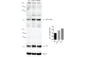 Western Blot analysis of Human iPSC-derived cortical neurons showing detection of Tau protein using Rabbit Anti-Tau Monoclonal Antibody, Clone AH36 (ABIN6932902). (tau Antikörper  (pSer202, pThr205) (FITC))