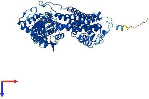 HAL Protein (AA 1-657) (His tag)
