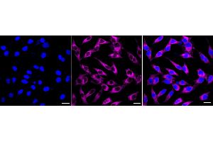 anti-Nectin-2 (NECTIN2) antibody