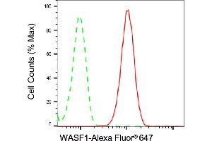 anti-WAS Protein Family, Member 1 (WASF1) antibody
