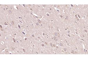 Detection of NRG1 in Porcine Cerebrum Tissue using Monoclonal Antibody to Neuregulin 1 (NRG1) (Neuregulin 1 Antikörper  (AA 20-242))