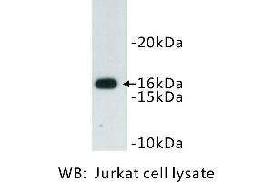 Image no. 1 for anti-CD247 Molecule (CD247) antibody (ABIN1112854) (CD247 Antikörper)