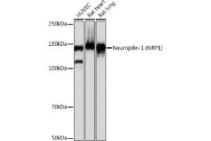 Western blot analysis of extracts of various cell lines, using Neuropilin-1 (NRP1) (NRP1) antibody (ABIN7268891) at 1:1000 dilution. (Neuropilin 1 Antikörper)