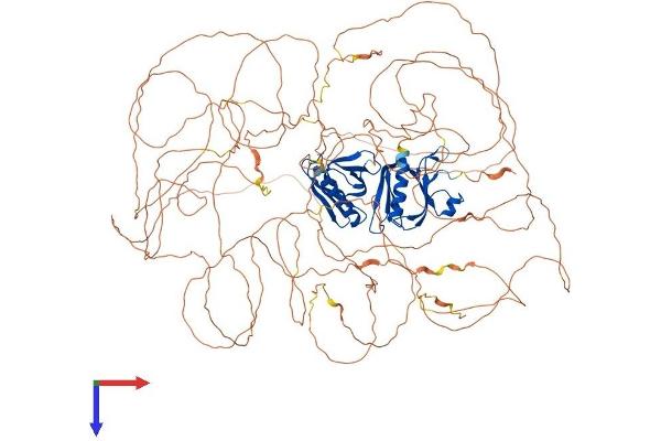 IRS1 Protein (AA 1-1242) (His tag)