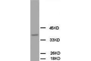 Image no. 2 for anti-Opioid Binding Protein/cell Adhesion Molecule-Like (OPCML) (C-Term) antibody (ABIN1492945) (OPCML Antikörper  (C-Term))