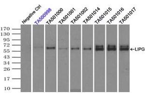 Image no. 5 for anti-Lipase, Endothelial (LIPG) antibody (ABIN1499174) (LIPG Antikörper)