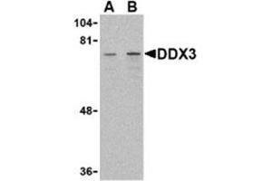 Western blot analysis of DDX3 in HepG2 cell lysate with AP30283PU-N DDX3 antibody at (A) 1 and (B) 2 μg/ml. (DDX3X Antikörper  (Intermediate Domain))