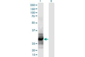 Western Blot analysis of IL12A expression in transfected 293T cell line by IL12A monoclonal antibody (M02), clone 1A6. (IL12A Antikörper  (AA 144-253))