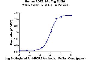 Immobilized Human ROR2, hFc Tag at 0. (ROR2 Protein (AA 34-403) (Fc Tag))