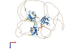 DVL1 Protein (AA 1-695) (His tag)