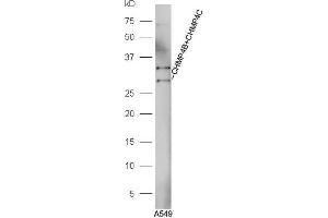Western Blotting (WB) image for anti-Charged Multivesicular Body Protein 4B (CHMP4B) (AA 101-200) antibody (ABIN872575)