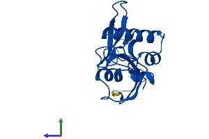 Protein Structure (PS) image for Peptidylprolyl Cis/trans Isomerase, NIMA-Interacting 1 (PIN1) (AA 1-163) protein (His tag) (ABIN7554940)