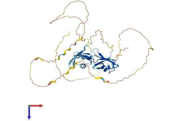 DAZAP1 Protein (AA 1-406) (His tag)