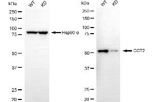 Western blotting analysis using CCT2 antibody (ABIN7798028). (Rekombinanter CCT2 Antikörper)