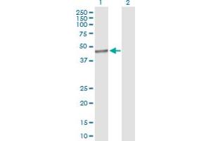 TSEN34 antibody  (AA 1-390)