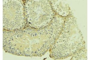 ABIN6274952 at 1/100 staining Mouse testis tissue by IHC-P. (CHST10 Antikörper  (Internal Region))