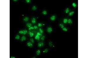 Anti-GPHN mouse monoclonal antibody (ABIN2454075) immunofluorescent staining of COS7 cells transiently transfected by pCMV6-ENTRY GPHN (RC205986). (Gephyrin Antikörper)