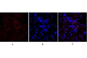 Immunofluorescence analysis of mouse kidney tissue. (E-cadherin Antikörper  (AA 810-890))