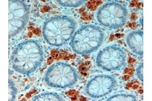 ABIN190883 (2µg/ml) staining of paraffin embedded Human Intestine. (APOA4 Antikörper  (Internal Region))