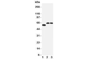 Western blot testing of SLC1A4 antibody and Lane 1:  human U87