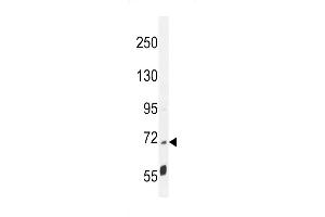 LRRC68 Antibody (N-term) (ABIN655144 and ABIN2844766) western blot analysis in mouse cerebellum tissue lysates (35 μg/lane). (PPP1R37 Antikörper  (N-Term))