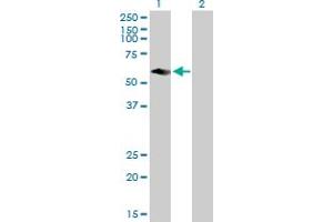 Western Blot analysis of CFLAR expression in transfected 293T cell line by CFLAR MaxPab polyclonal antibody. (FLIP Antikörper  (AA 1-480))