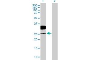Western Blot analysis of GZMH expression in transfected 293T cell line by GZMH MaxPab polyclonal antibody. (GZMH Antikörper  (AA 1-246))
