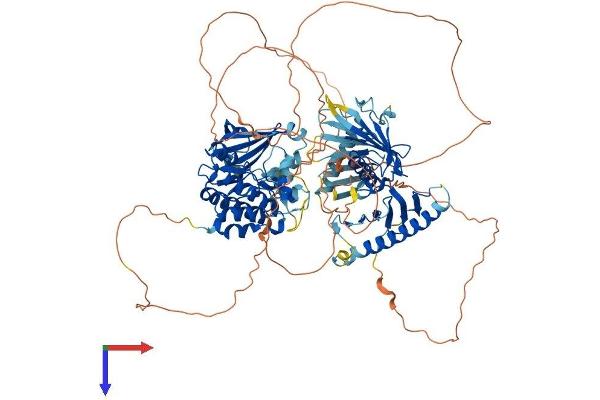 PLK4 Protein (AA 1-925) (His tag)