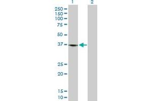 Western Blot analysis of LRP1 expression in transfected 293T cell line by LRP1 MaxPab polyclonal antibody. (LRP1 Antikörper  (AA 1-292))