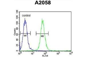 ABHEB Antibody (C-term) flow cytometric analysis of A2058 cells (right histogram) compared to a negative control cell (left histogram).