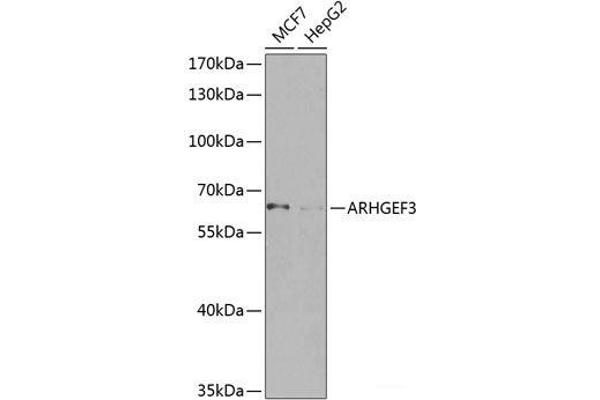 ARHGEF3 Antikörper