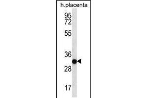 Western blot analysis in human placenta tissue lysates (35ug/lane). (COPS7A Antikörper  (C-Term))