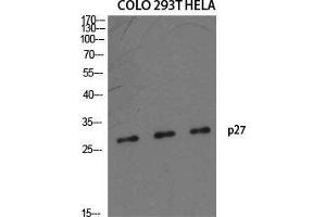 Western Blot (WB) analysis of specific cells using p27 Polyclonal Antibody. (P27 (Ser235) Antikörper)
