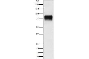 Western blot analysis of CD44 expression in U-87 MG cell lysate.