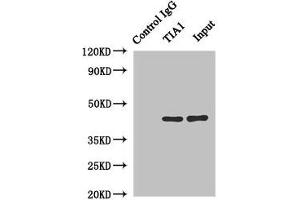 Immunoprecipitating TIA1 in Hela whole cell lysate Lane 1: Rabbit control IgG instead of (1 μg) instead of ABIN7161993 in Hela whole cell lysate. (TIA1 Antikörper  (AA 1-193))