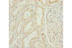 Immunohistochemistry of paraffin-embedded human kidney tissue using ABIN7156315 at dilution of 1:100 (INPP5K Antikörper  (AA 149-448))