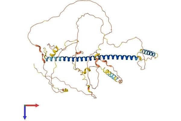 CREB3L1 Protein (AA 1-519) (His tag)