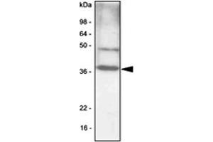 Western blot analysis of NIH/3T3 cell lysates (30 ug) were resolved by SDS - PAGE , transferred to PVDF membrane and probed with CEBPB monoclonal antibody , clone 47A1 (1 : 1000) . (CEBPB Antikörper  (AA 1-271))